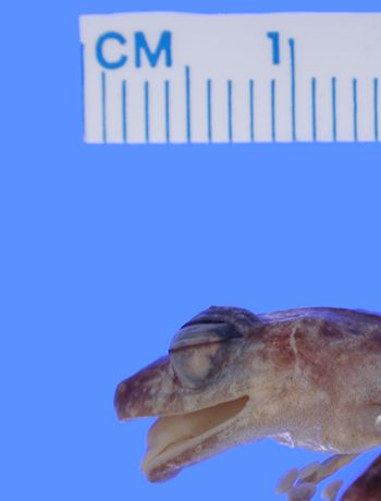 Media type: image; Herpetology A-30429